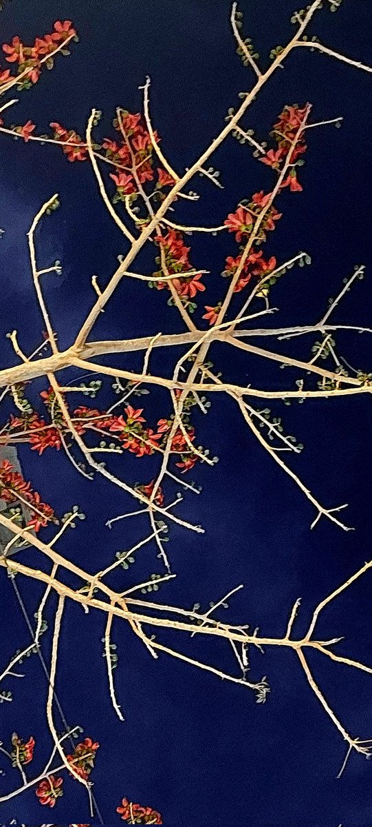 felinemusings's tweet image. Gorgeous semhal (cotton silk flowers) at night.

An article for those who are interested - indiatimes.com/news/india/sem… 

#delhispring #spring #semhalflowers #redflowers #cottonsilktree