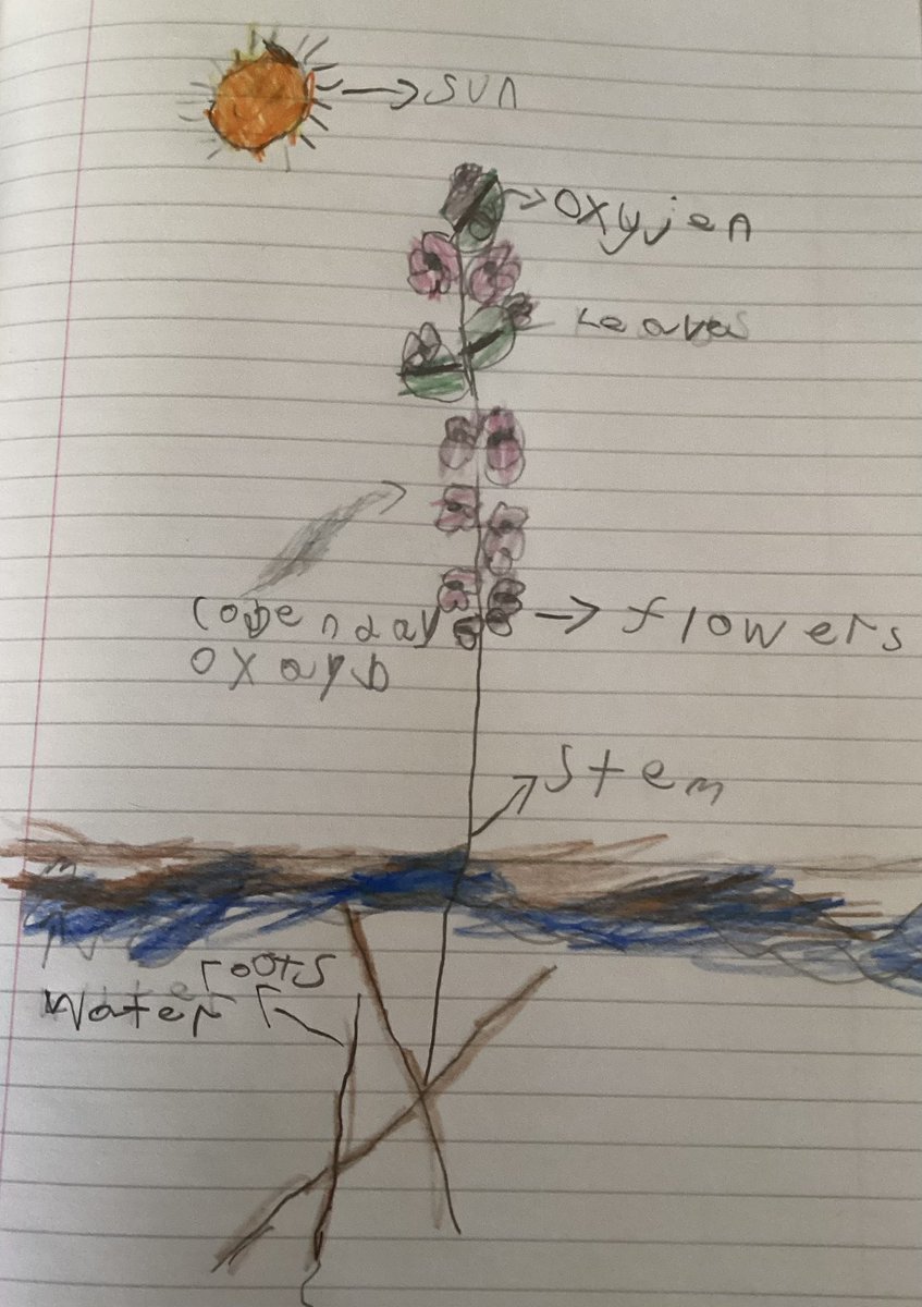 EgremontY3and4's tweet photo. 3MW have been learning about the different parts of a plant and their jobs. 🌱🪴
Check out our fabulous, labelled diagrams! https://t.co/9RYDFuUWw2
