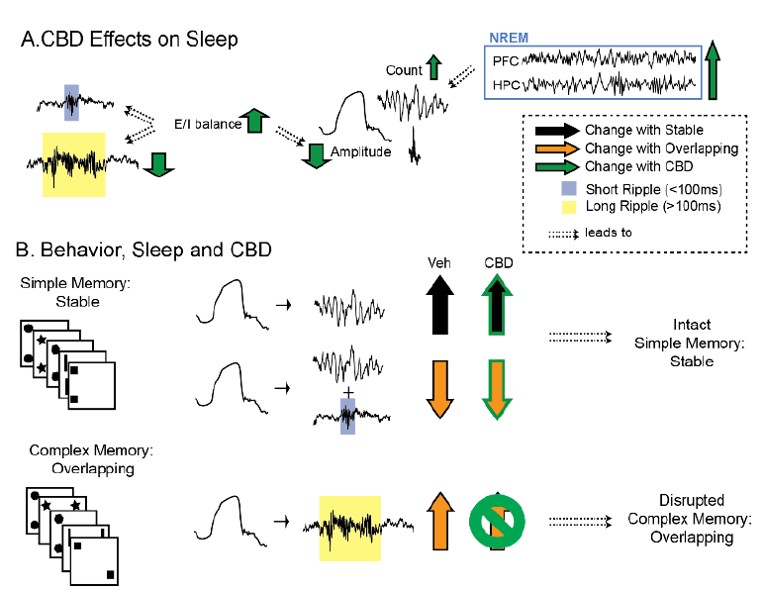 New #preprint from the lab. Led by <a href="/anusam97727476/">anusam</a>, we investigated the effect of oral CBD on sleep and memory. In short: CBD makes a bit more sleep, less long ripples, worse complex memory but intact simple memory consolidation. biorxiv.org/content/10.110…