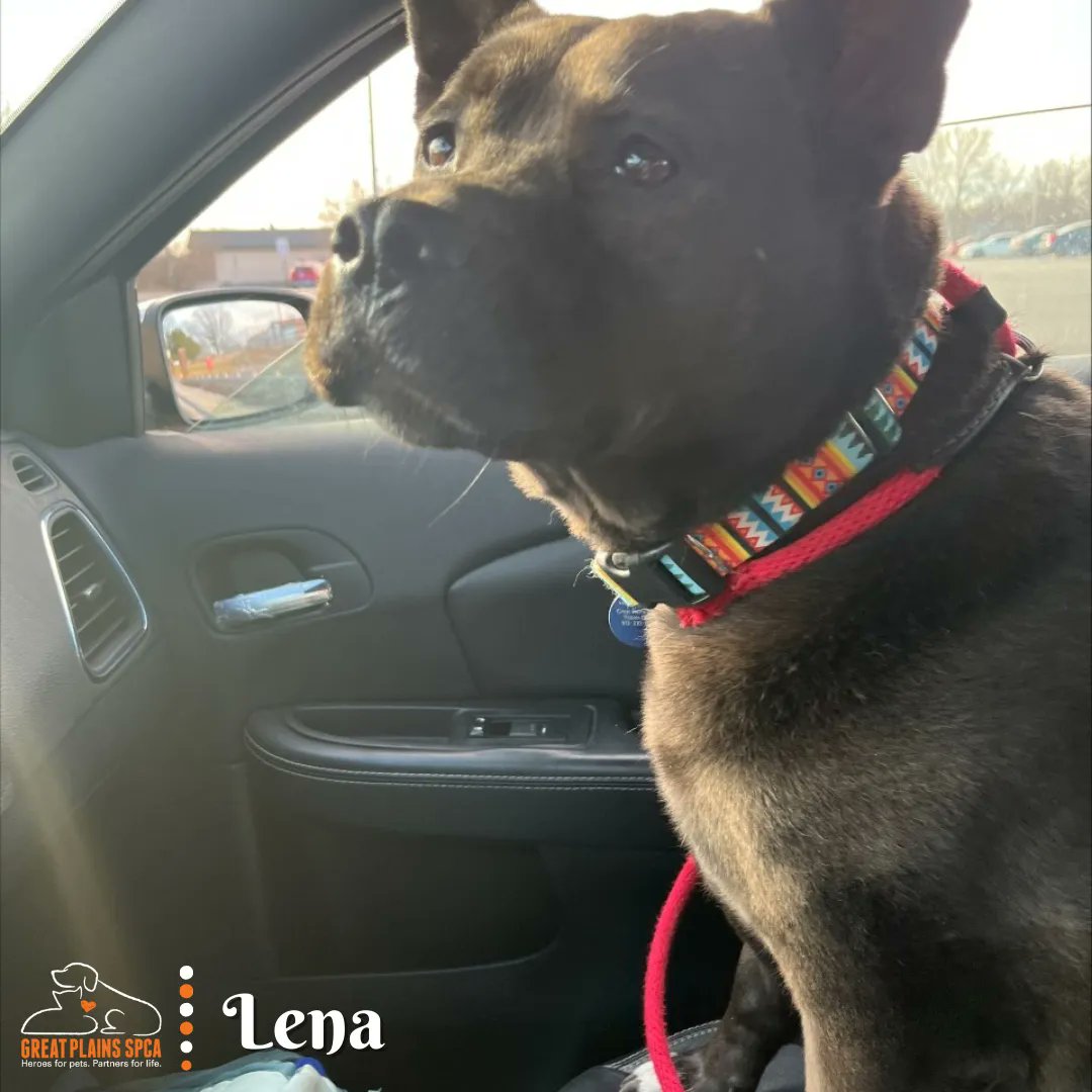 GreatPlainsSPCA's tweet photo. Need a dog who loves to ride in the car? We've got you covered. 😍 

Dr. Seuss, Lena, Rex and Link are all excellent in the car! Any truckers looking for a best friend? Any travelers need that perfect passenger for adventures? Any of these dogs would be perfect! https://t.co/UEPtQ5pQTV