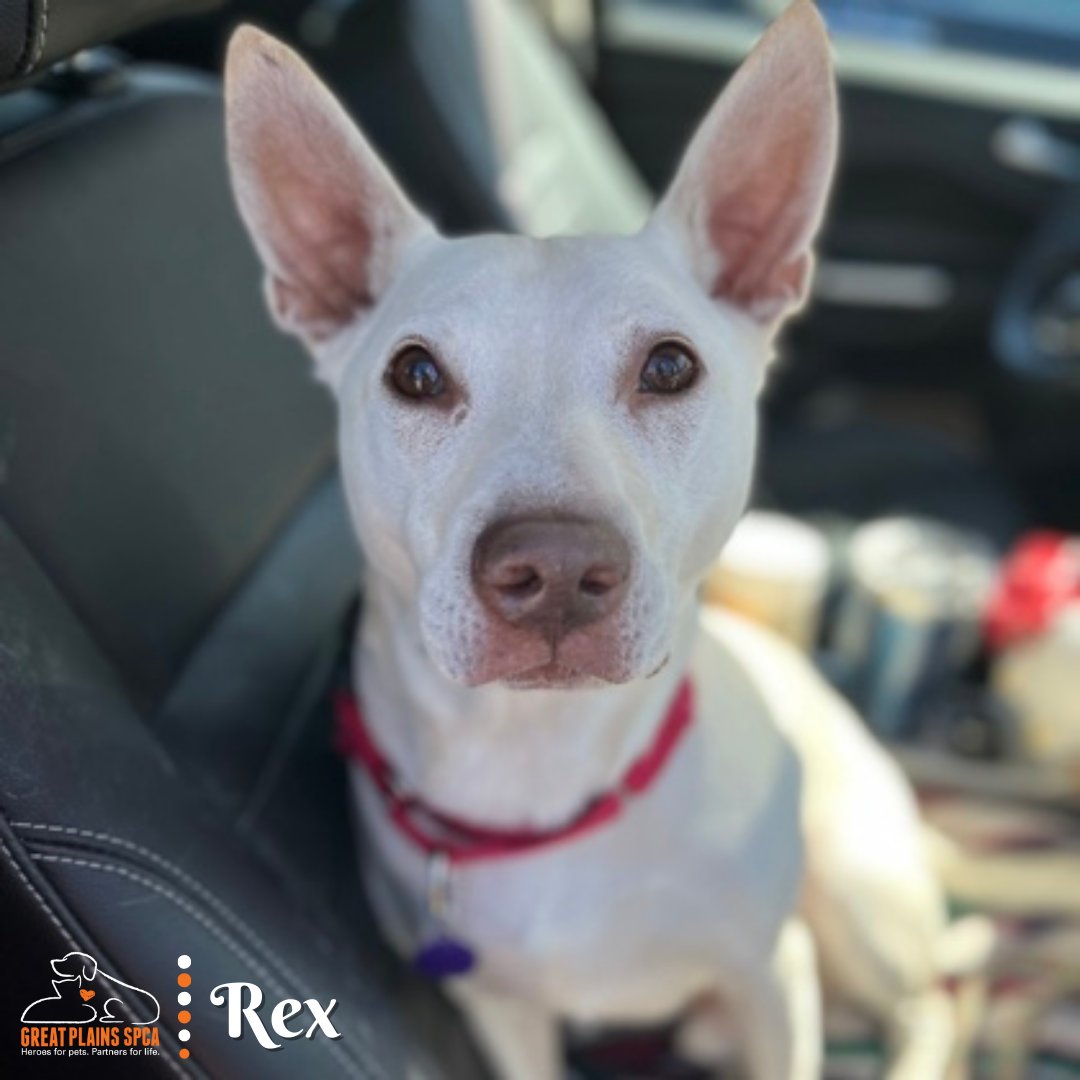 GreatPlainsSPCA's tweet photo. Need a dog who loves to ride in the car? We've got you covered. 😍 

Dr. Seuss, Lena, Rex and Link are all excellent in the car! Any truckers looking for a best friend? Any travelers need that perfect passenger for adventures? Any of these dogs would be perfect! https://t.co/UEPtQ5pQTV