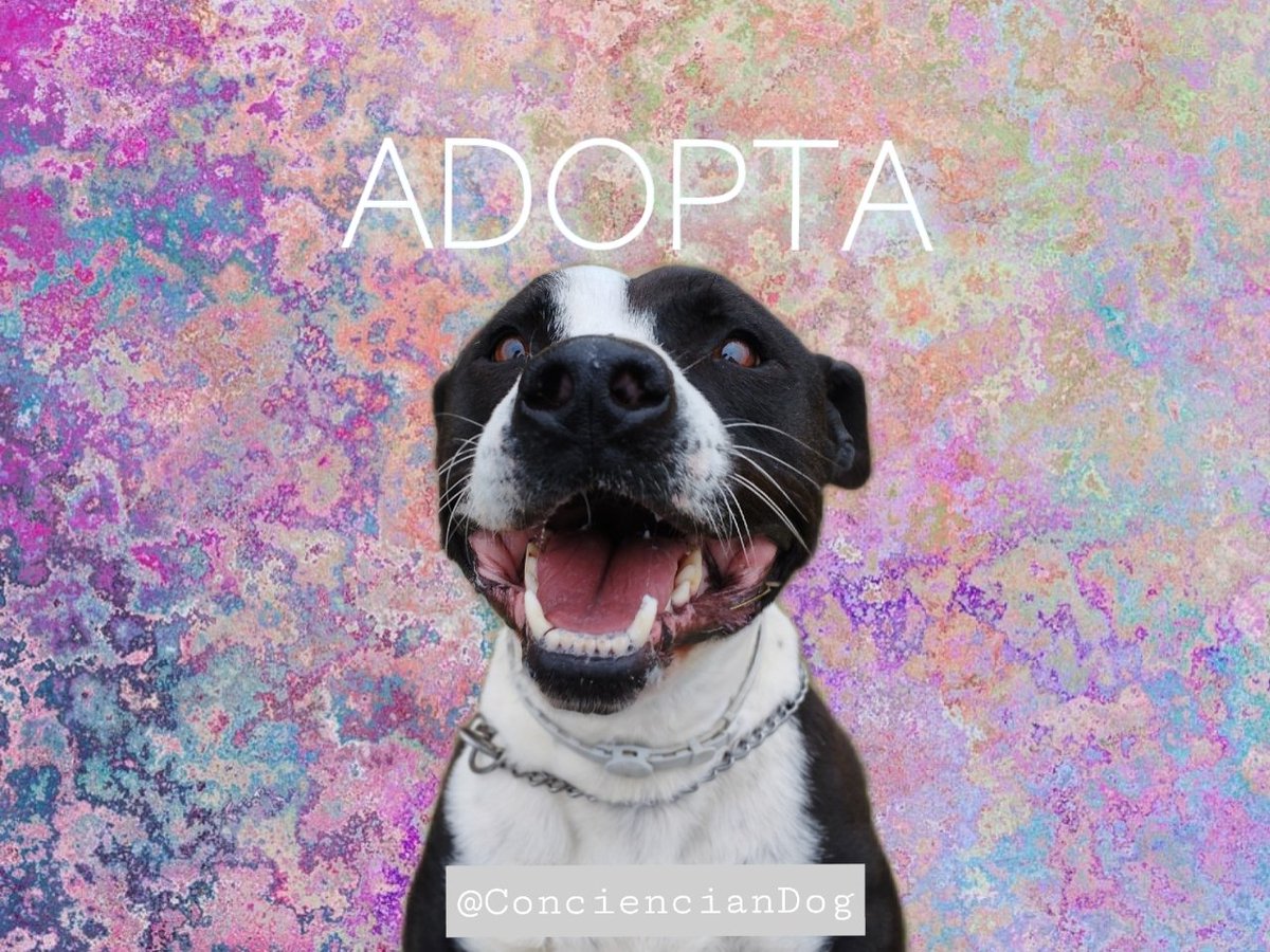 Airon busca hogar definitivo, tiene solo 5 años, lleva con nosotros desde los 4 meses. Ya es hora de que termine su condena y por fin tenga un hogar #adopta #Madrid #Guadalajara #pitbull