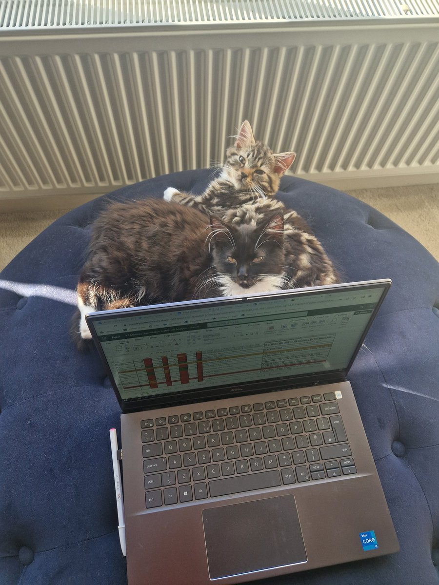 Relocated to the living room for a bit of work and was joined by these two dudes 😻
