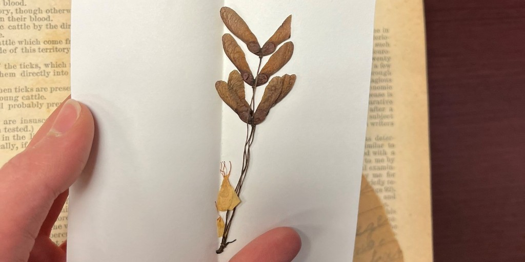 KSU_Archives's tweet photo. Spring has sprung in Kennesaw! B.C. Yates was the first superintendent of Kennesaw Mountain National Battlefield Park, and in his copy of the 1892 Report of the Secretary of Agriculture, we found these beautiful pressed plants and flowers.
Is your favorite Georgia flora in bloom? https://t.co/Kj0KZaZMyA