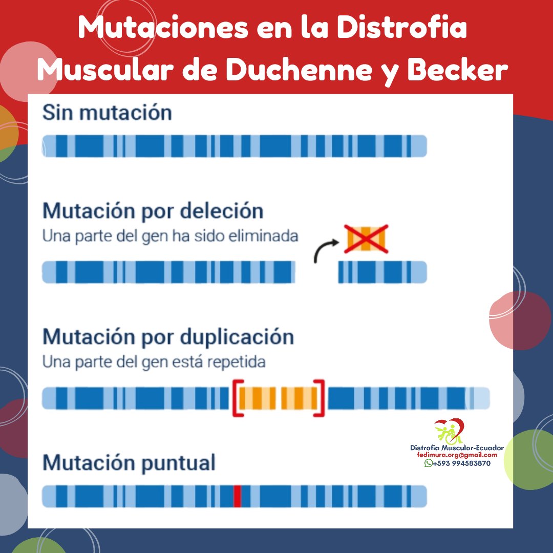 Mutaciones más comunes en la #DistrofiaMuscularDucheneYBecker y de mayor prevalencia en Ecuador. 
#emfermedadesraras #enfermedadesneuromusculares @FedimlatO @FERPOF1 @Salud_Ec @docmundele @PepeRuales

facebook.com/10006822481405…