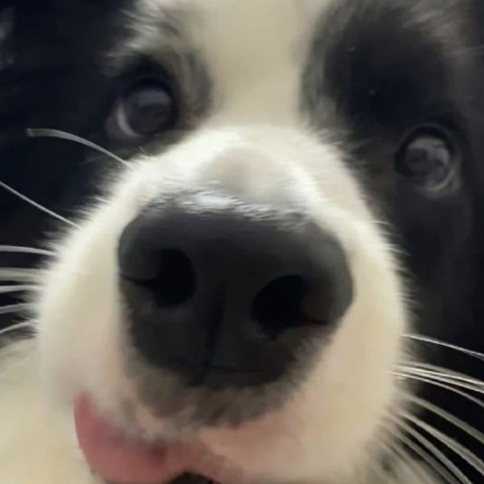 biograph tweet media