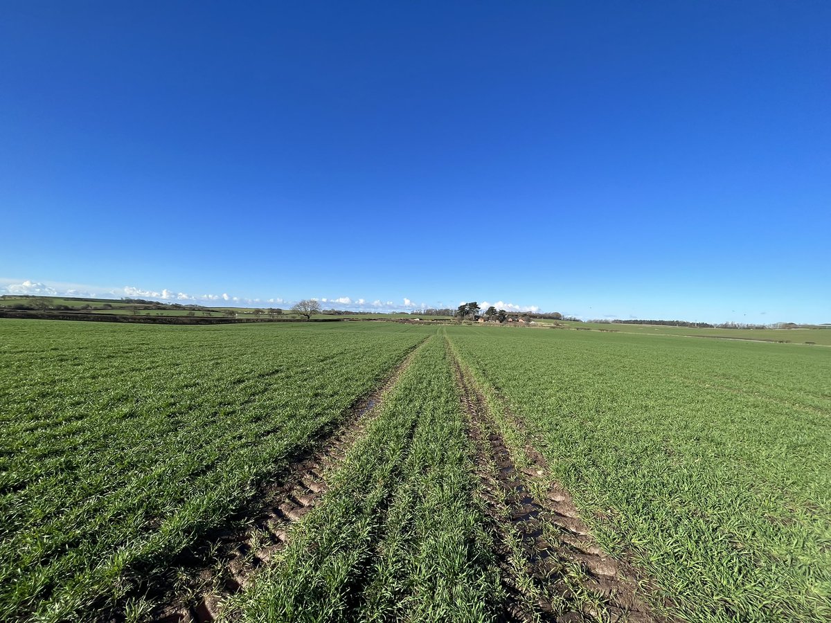 Agronomysilvers's tweet photo. Wheats are looking great going into some colder weather this week @AgriiUK @ragtseedsuk @SyngentaCropsUK #skyfall #graham #winterwheats #cropwalking #agronomy https://t.co/lBe2bFH2Xg