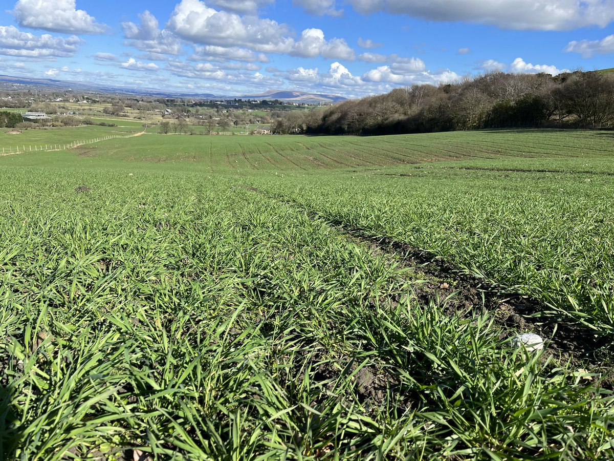 Agronomysilvers's tweet photo. Wheats are looking great going into some colder weather this week @AgriiUK @ragtseedsuk @SyngentaCropsUK #skyfall #graham #winterwheats #cropwalking #agronomy https://t.co/lBe2bFH2Xg