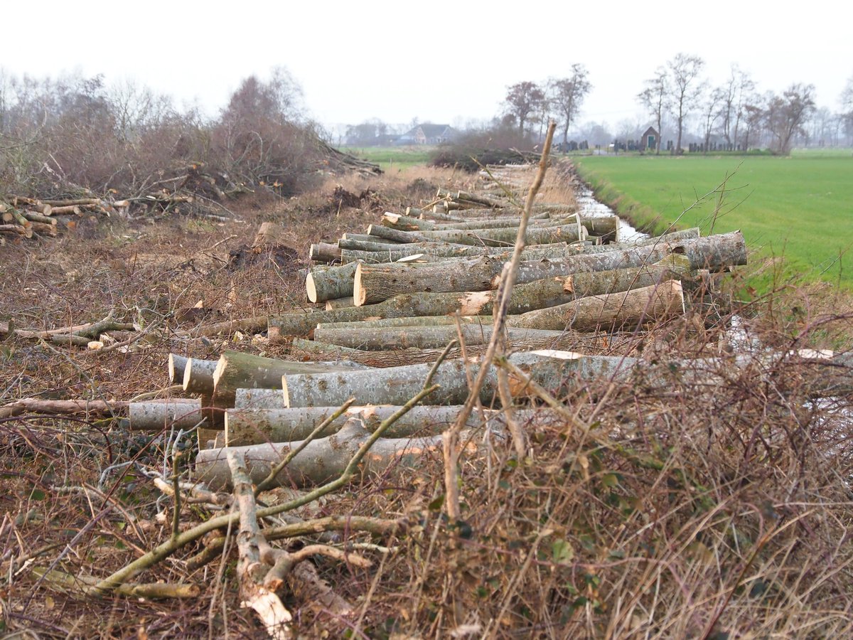 Hendriks_Albert's tweet photo. @Staatsbosbeheer @Friesland lijkt met omhakken van alle bomen op boswallen in weilanden naast Natura 2000 gebied Rottige Meente radicaal einde te maken aan streven naar minder stikstof en meer biodiversiteit: https://t.co/jtcJABoByj https://t.co/GnF4n7H4EI