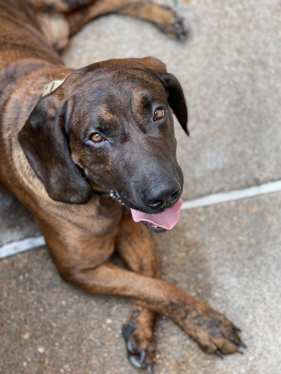 andybankertv's tweet photo. You needed to know more abt @STLFireDept dog, #Balko and how/why he died in the line of duty at troubled former FamousBarr bldg; more abt how he lived: “just one of the guys” — story only on @Fox2Now
STLFD won’t be the same
https://t.co/de5taHSgEx https://t.co/M8feRVE5zn