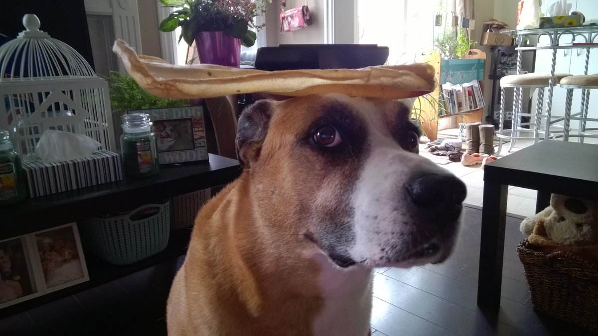 I can balance cookies on my head, sure, but they're better off in my mouth!