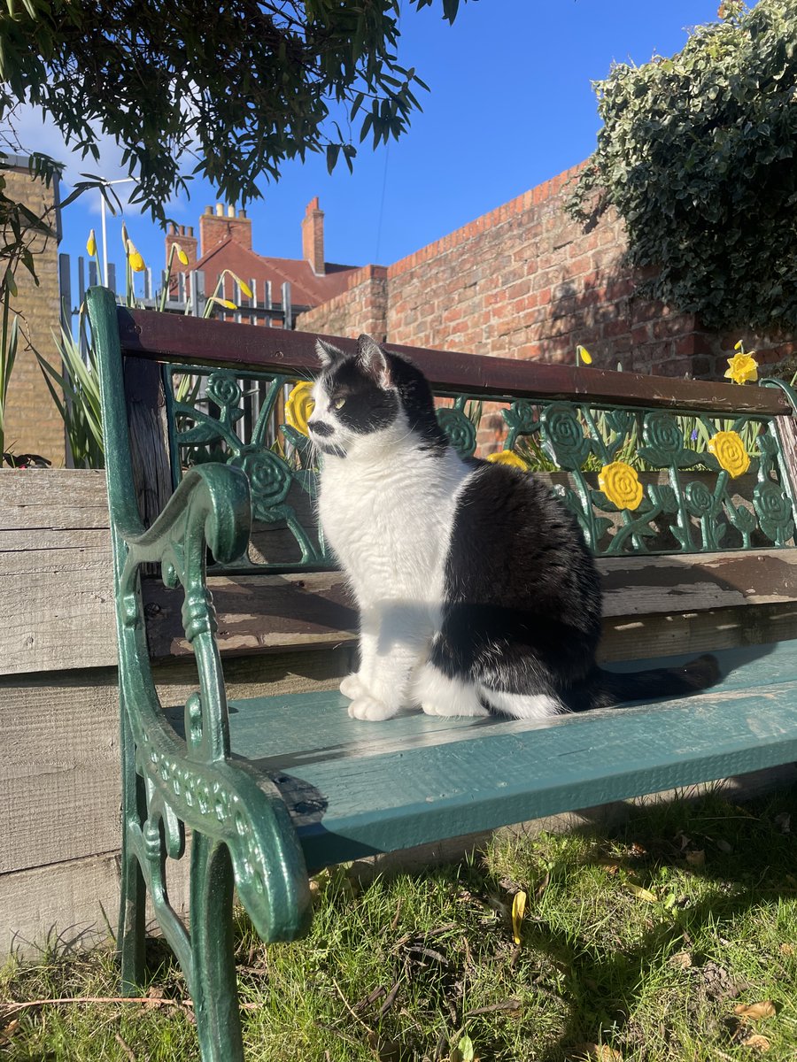acombexplore's tweet image. At Acomb Explore we have a friend who loves our garden! Have you been out to see our garden recently? Our wonderful volunteer John has been planting some beautiful flowers. #ExploreTogether #LibraryFriends #LibraryCat #LibraryGarden
