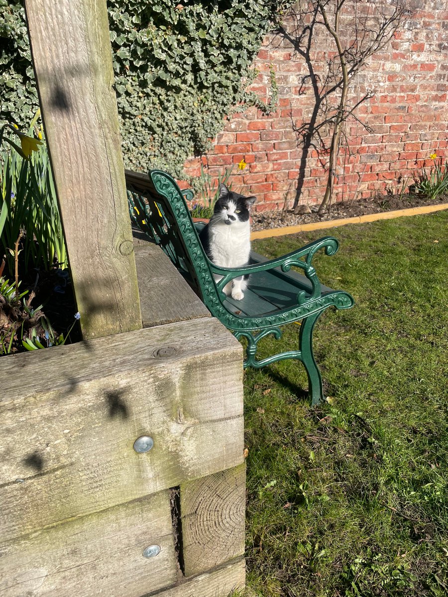acombexplore's tweet image. At Acomb Explore we have a friend who loves our garden! Have you been out to see our garden recently? Our wonderful volunteer John has been planting some beautiful flowers. #ExploreTogether #LibraryFriends #LibraryCat #LibraryGarden