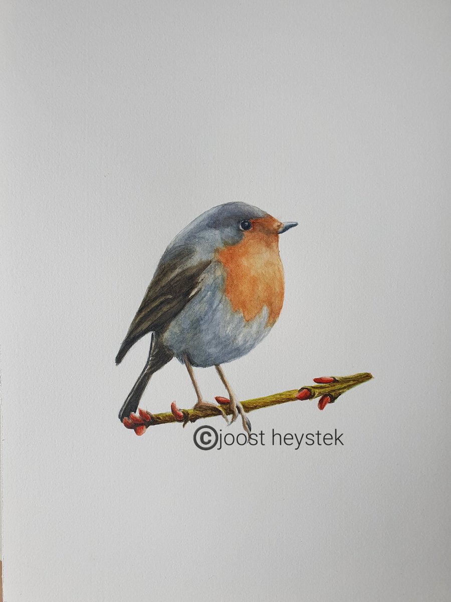 #Thanks for all the #likes & #Rts #watercolor #Robin #roodborstje #watercolorpainting #Watercolourpainting #watercolorart #watercolour #painting #bird #birdpainting #art #arts #arte #artshare #artwork #ArtistOnTwitter #Twitart #painter