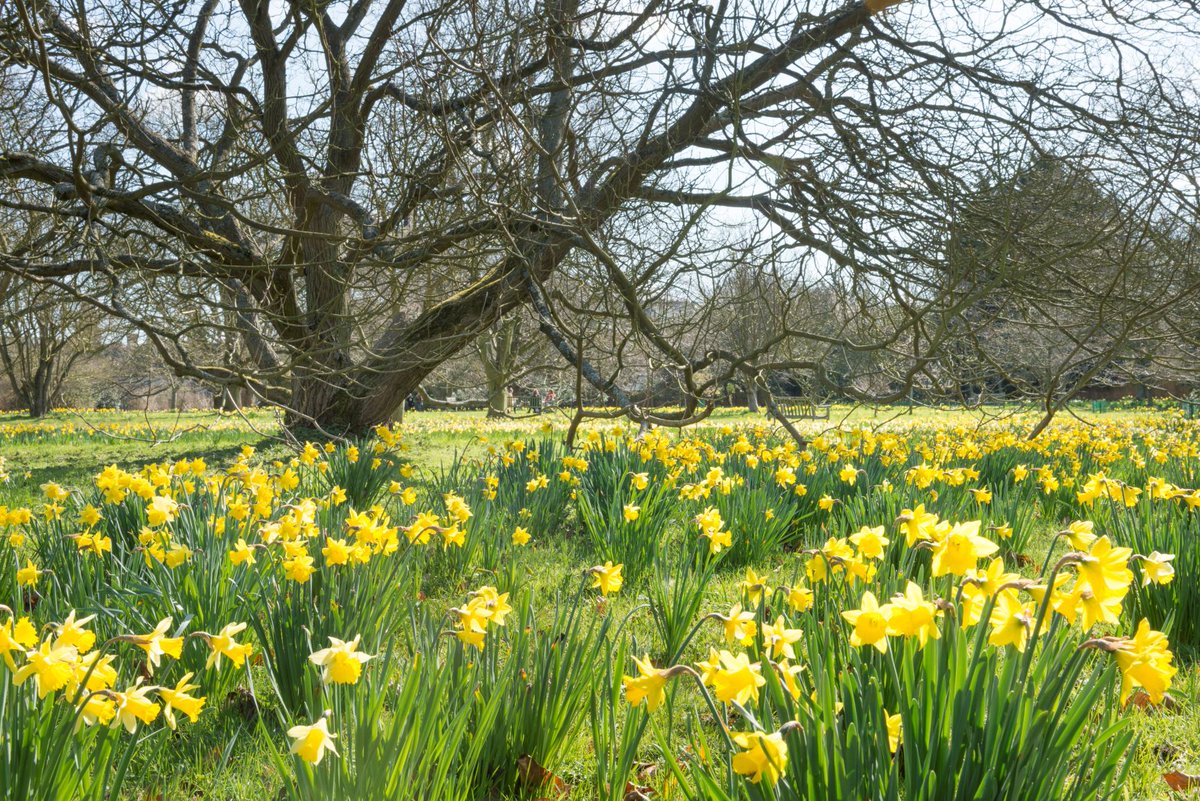 CUBotanicGarden's tweet photo. Who else is looking forward to spring? 🌸🐣 

Buds &amp; blossoms; talks, trails &amp; tours - see what we have coming up to enjoy this Spring here in the Botanic Garden:
🌷https://t.co/fKaYiexZ2L

#spring #whatson #cambridge https://t.co/SY1T7ke4Th