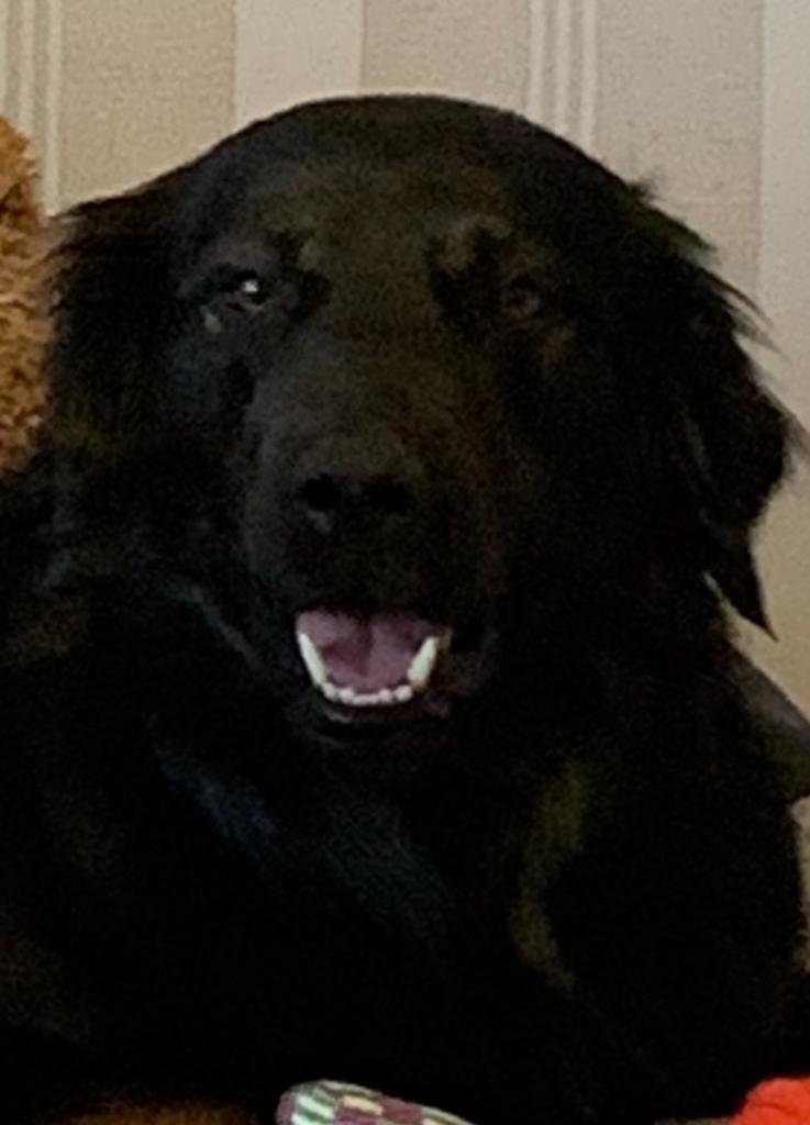 MacGER222's tweet photo. @FurkanCCTV Vielen Dank für deine Mühe. Dafür bekommst du ein Bild von meinem glücklichen Hund. ♥️ https://t.co/w0melHNz75