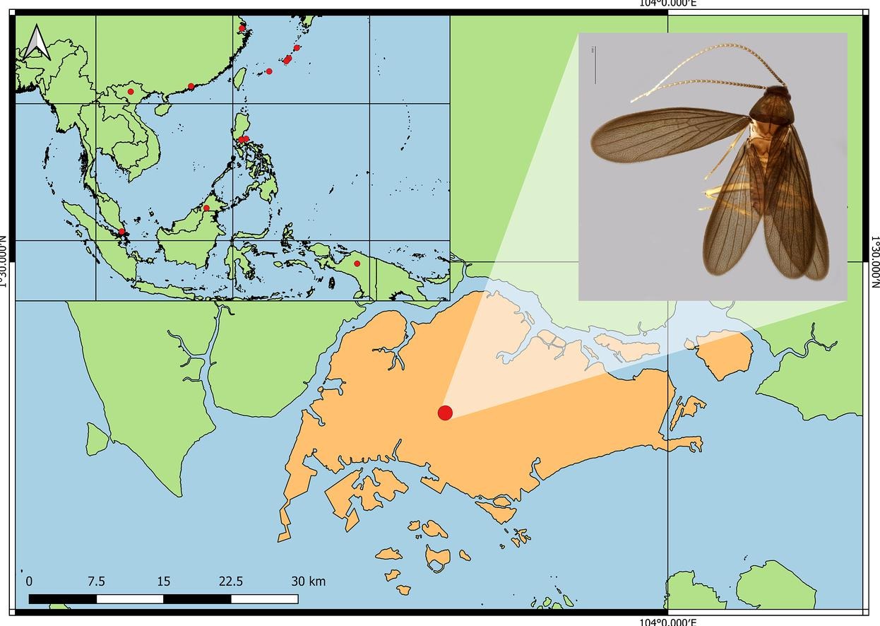 Conheça Nocticola Pheromosa, a barata com nome de Pokémon