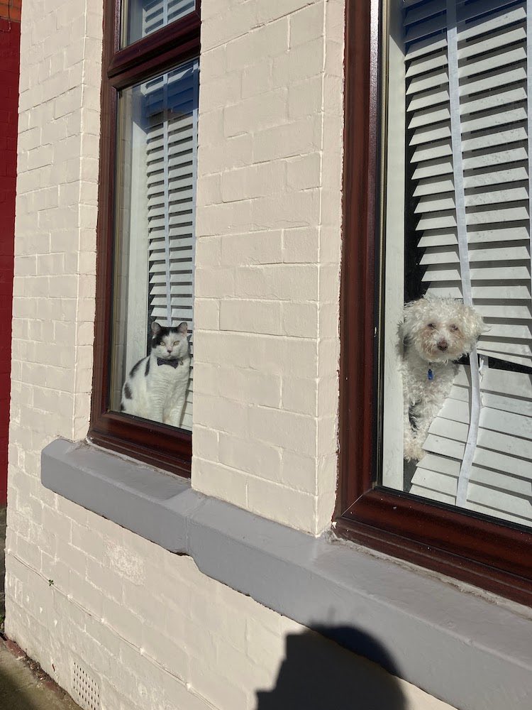 LaikaMuttnik's tweet image. Though the air is still quite cold here in Liverpool, lovely to see some window cats/dogs enjoying the sunshine today🐱🐶 💕 🌞

リバプールの空気はまだ結構冷たいけれど、今日はさんさんと輝くお日様に誘われた #窓猫 さん #窓犬 さんに会えてラッキー♪ (*´∀｀*)

#windowcat #windowdog