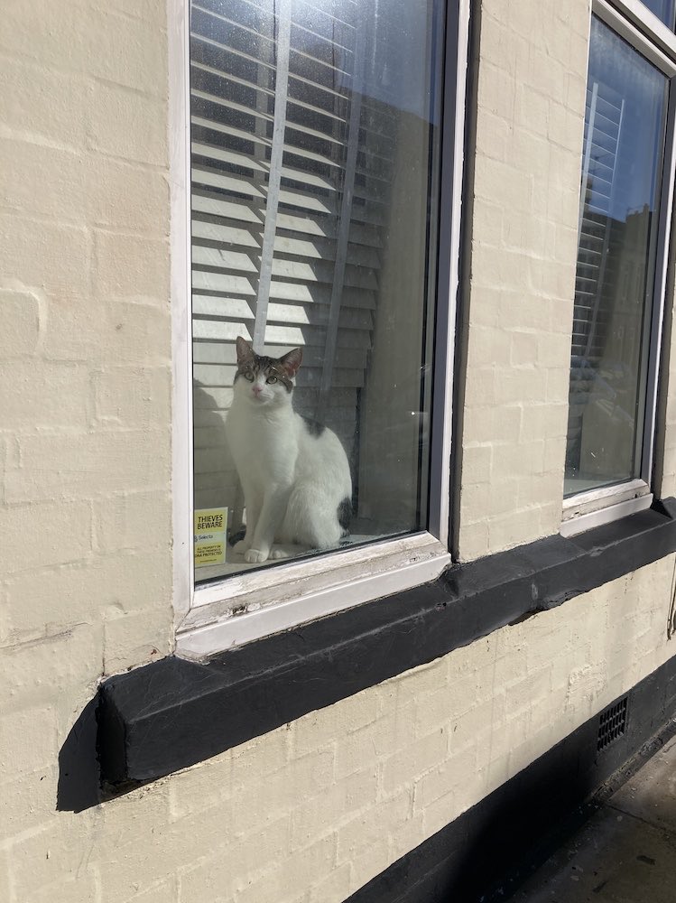 LaikaMuttnik's tweet image. Though the air is still quite cold here in Liverpool, lovely to see some window cats/dogs enjoying the sunshine today🐱🐶 💕 🌞

リバプールの空気はまだ結構冷たいけれど、今日はさんさんと輝くお日様に誘われた #窓猫 さん #窓犬 さんに会えてラッキー♪ (*´∀｀*)

#windowcat #windowdog