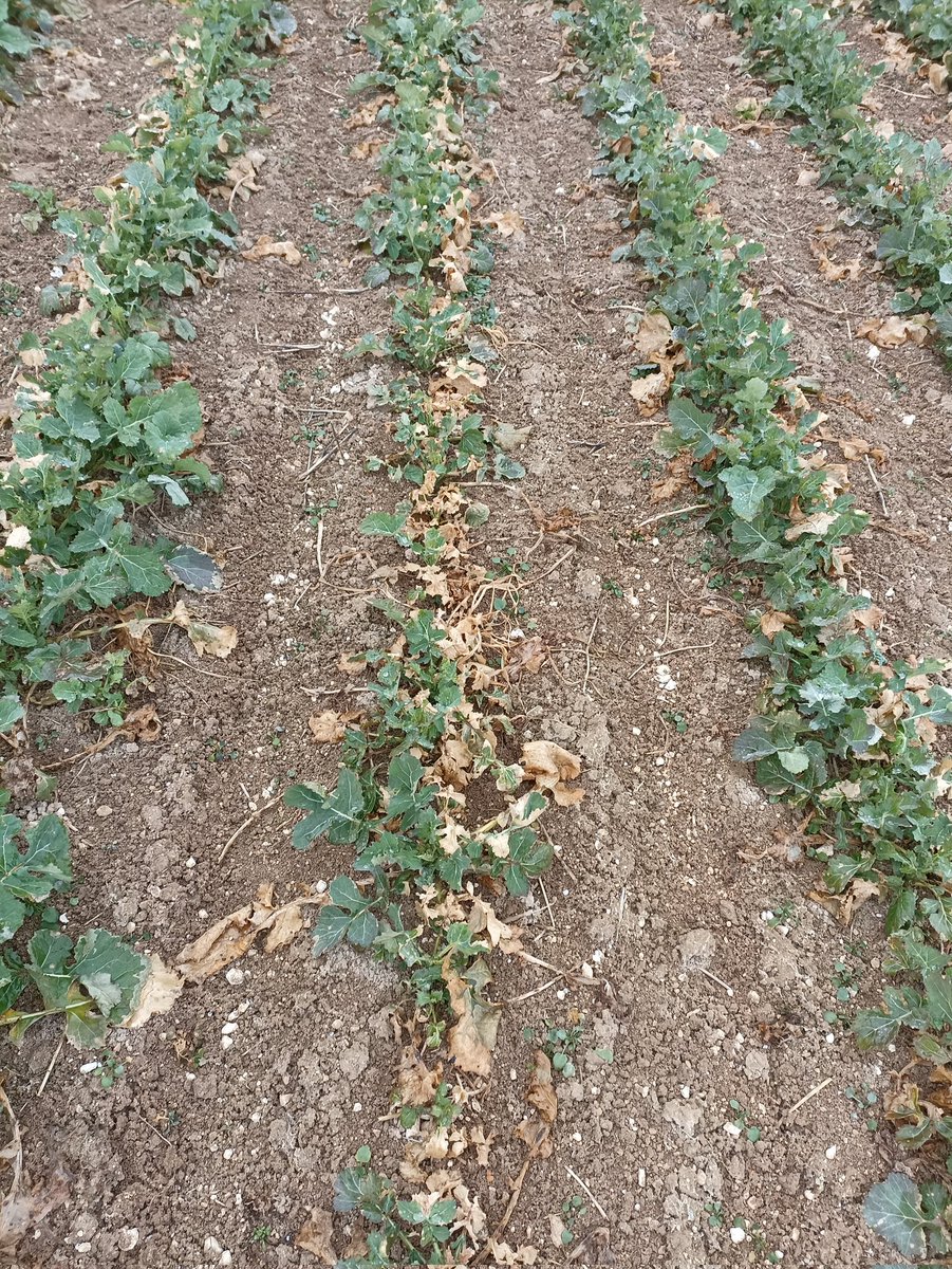 1er apport de solution 39 + gel + petits colzas + larves de CBT (témoin NT) = brûlures voire pertes de pieds. La parcelle se porte mieux. Le retour de la pluie fera du bien !