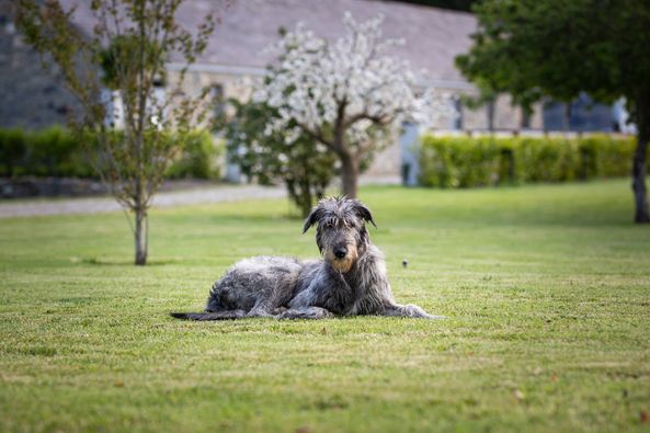 Bellingh4m's tweet photo. Today is #PetDay and we wanted to give a special mention to our four-legged friends at Bellingham Castle.
We're so lucky to spend today with our resident Irish Wolfhounds Rí and Líadán and our feline friend Duke 🐾🐶🐱
#hoteldogs #hotelpets #castledogs #castlepets #dogs #cat https://t.co/7NWxuVNmPM