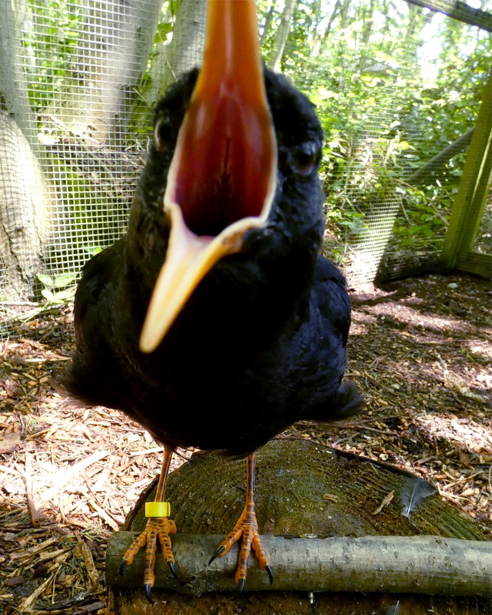 #21yearswild

Since 2007 we have been working with red-billed chough as part of a National breeding programme managed by <a href="/CornishParadise/">ParadiseParkCornwall</a>.

Now, after many years of planning with @kentwildlife, the #chough will be returning to Dover this year after an absence of two centuries!🐦
