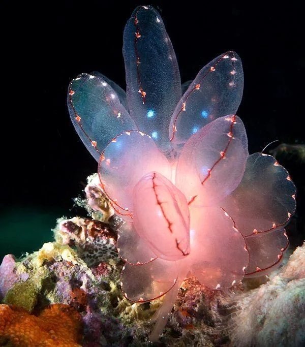 aquaticlifeotd tweet picture