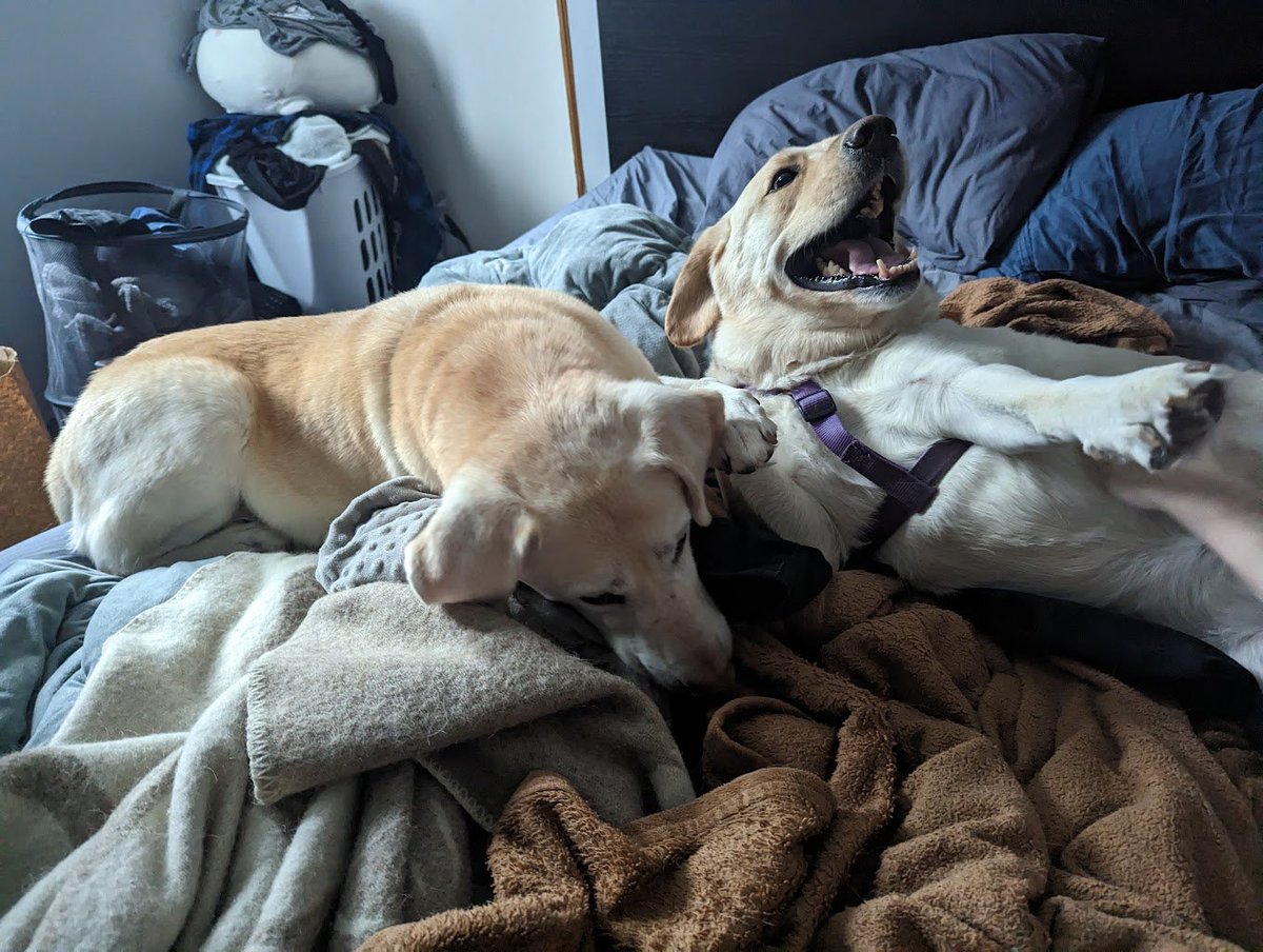 bubba_lumpus's tweet photo. pleas gib my brüddër yuor vote

he is sometime s nice to me and lets me lay on the couch and dose not bite me anymore https://t.co/BqybyaRx6e