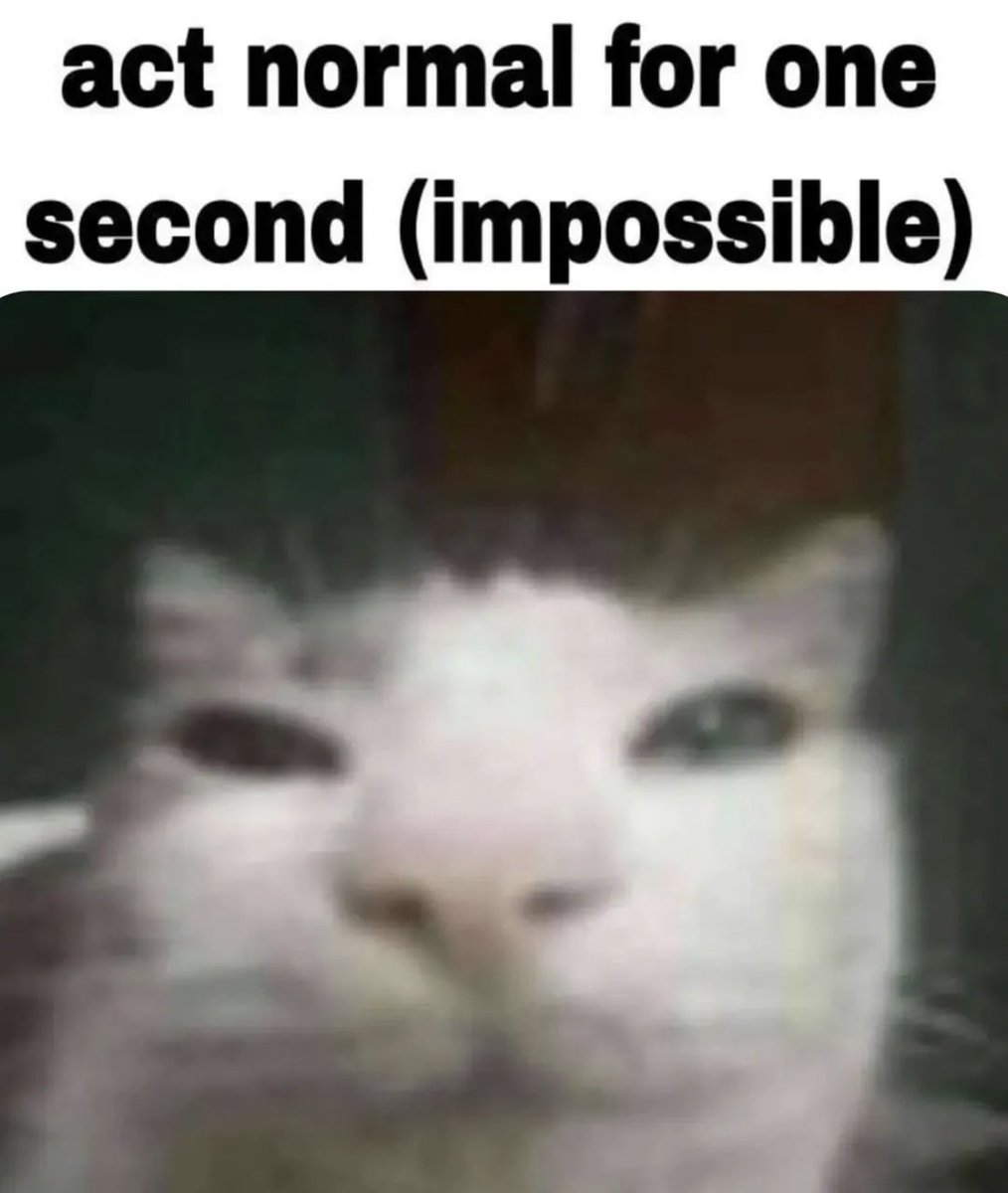 literallymecats's tweet photo. https://t.co/ut49ARrCuL
