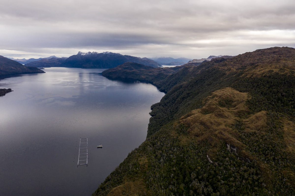 🚨☢️ en la Reserva Kawésqar, salió positivo el brote de Virus ISA en centro de AquA Chile Punta Estrada y Psicultura Hollemberg hay mortalidad y"cosechan" los que estaban vivos en 3 de 9 jaulas <a href="/MMAChile/">Ministerio del Medio Ambiente</a>
sernapesca.cl/noticias/serna… 
<a href="/FIMA_Chile/">ONG FIMA</a> <a href="/Aidaespanol/">AIDA 🌎</a> <a href="/sernapesca/">Servicio Nacional de Pesca y Acuicultura 🇨🇱</a> <a href="/SMA_CL/">Superintendencia del Medio Ambiente</a>
