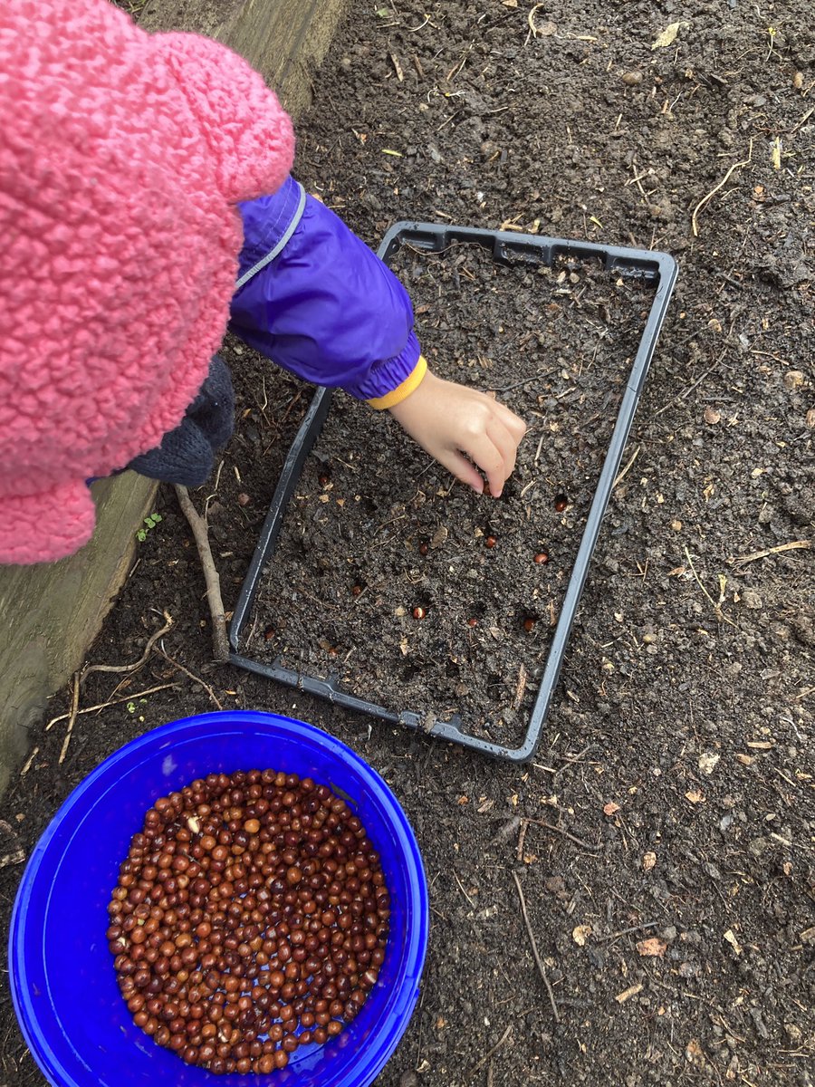 The children today at #forestschool @ColfesSchool used their own #compost and #sowed #peas for #peashoots. #schoolgardening #motorskills #sequencing #outdoorlearning #foodgrowing