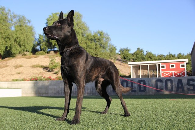 goldcoastk9's tweet photo. #Devilpegge son Kimura who is now with LVMPD K-9 unit has displayed extreme courage and heroism when taking a suspect into custody after he had been stabbed multiple times and never left the fight, respect! #K9 #policedog #Hero #goldstandard https://t.co/ib7GCJ9xg8