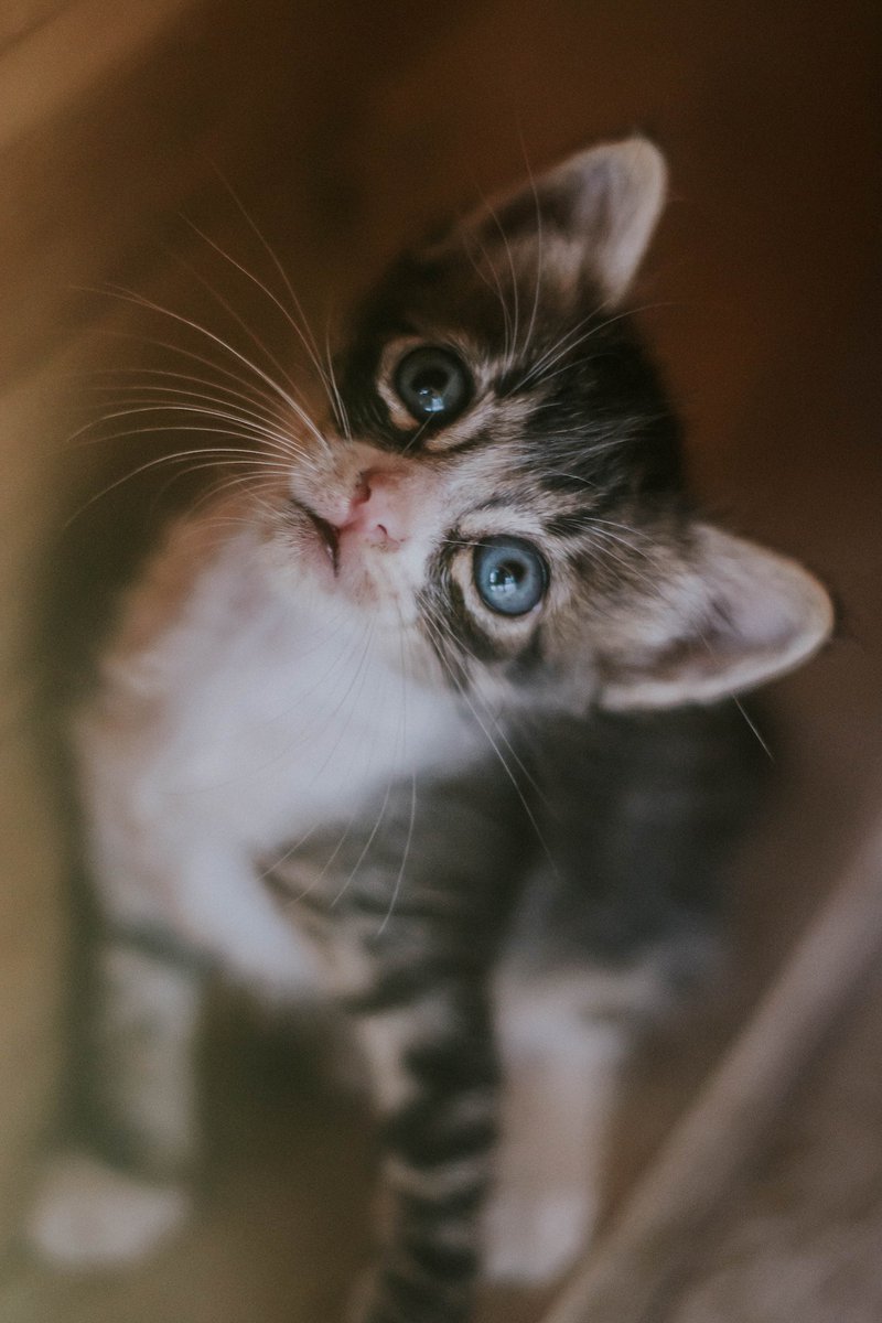 SteamrApp's tweet photo. Tired of scrolling through endless feeds of cat videos and food pics? Join Steamr and experience a world of short videos that actually spark real conversations! Plus, we promise there are still plenty of cat videos. Download now! #Steamr #Conversations #CatVideos #shortvideo https://t.co/xYbAS2946n