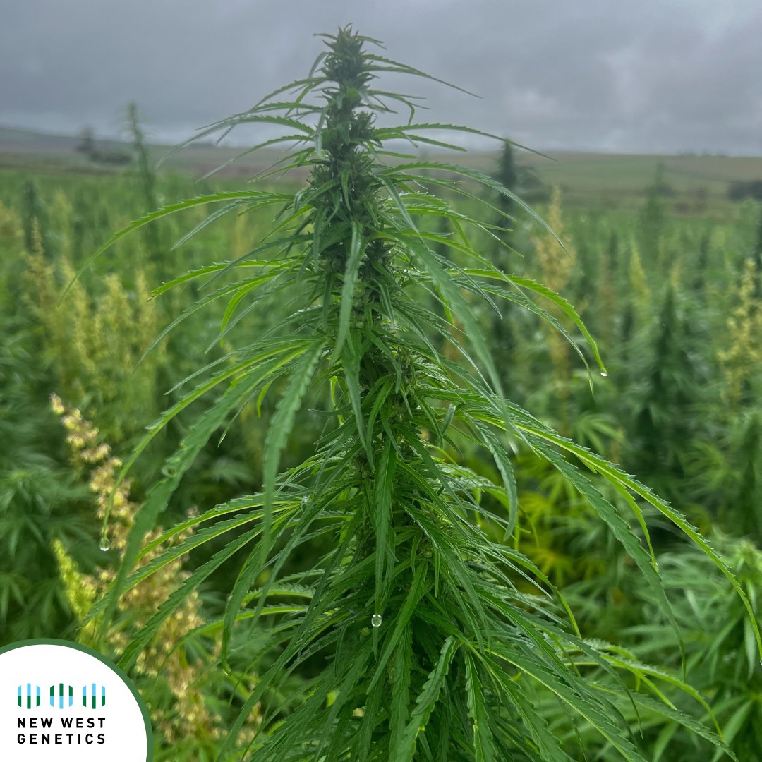 newwestgenetics's tweet image. The first NWG ABOUND crop in South Africa is performing well! 

#hemp #genetics #ABOUND