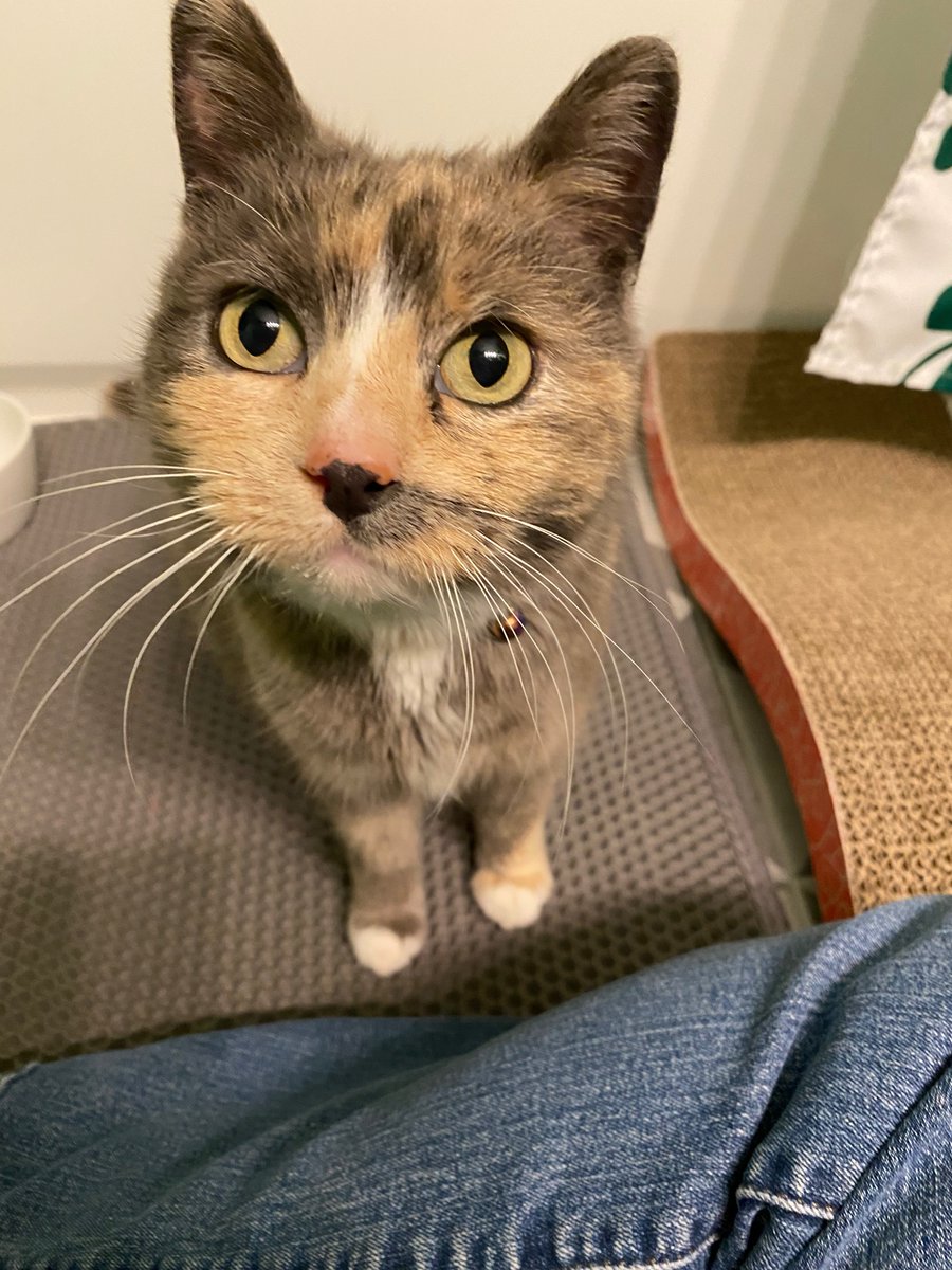 Home - Winnebago County Animal Services Home - Winnebago County Animal Services