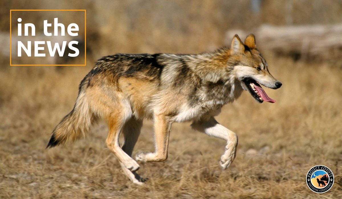 ✨ GREAT NEWS! For the first time since their reintroduction in 1998, @usfws has documented more than 200 Mexican wolves in the wild! ✨ 

📷 by Jim Clark | USFWS

#ProtectAmericasWolves #Coexist #Conservation #MexicanGrayWolf #Wolves #Lobo