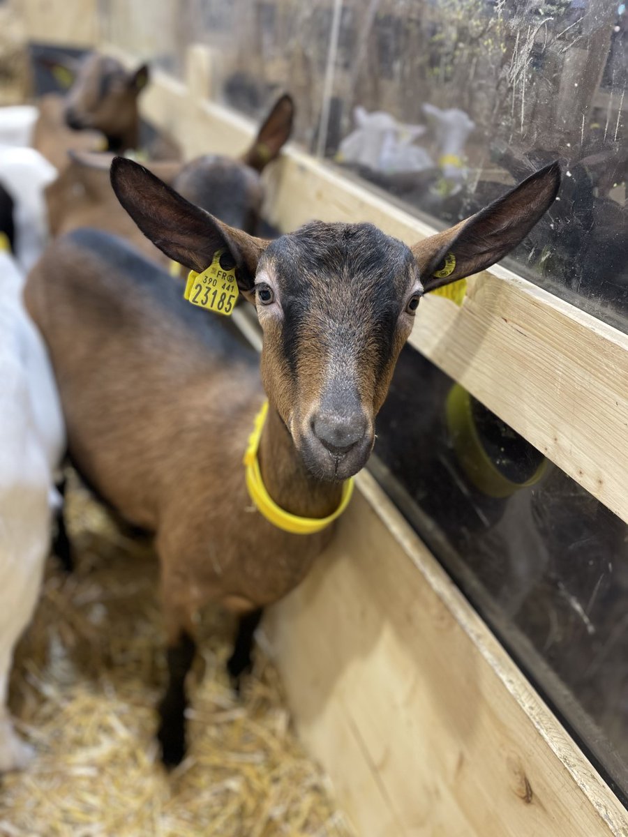 FromDeChevre's tweet photo. Merci à tous d'être venus goûter nos délicieux fromages de chèvre et participer à nos ateliers au Salon de l'Agriculture ! Nous espérons que vous avez apprécié ces moments autant que nous. Rendez-vous l'année prochaine, du 24 février au 3 mars 2024, sur notre stand ! 🐐🧀 https://t.co/LfSmEVXVlZ