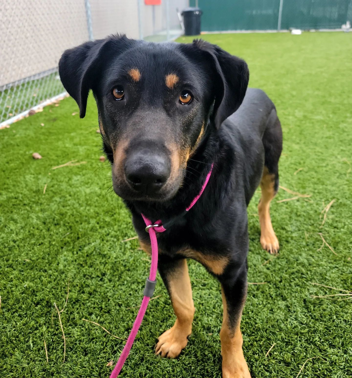 Rotty Lab Mix Rottweiler Shepherd Lab Mix Puppies