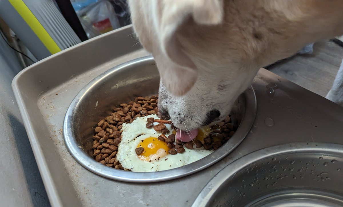 bubba_lumpus's tweet photo. but i slept a whole lot after i got home and momma made me some eggs to help me eat :) :) (i ate both of them in one bite) https://t.co/2R0UuYq055