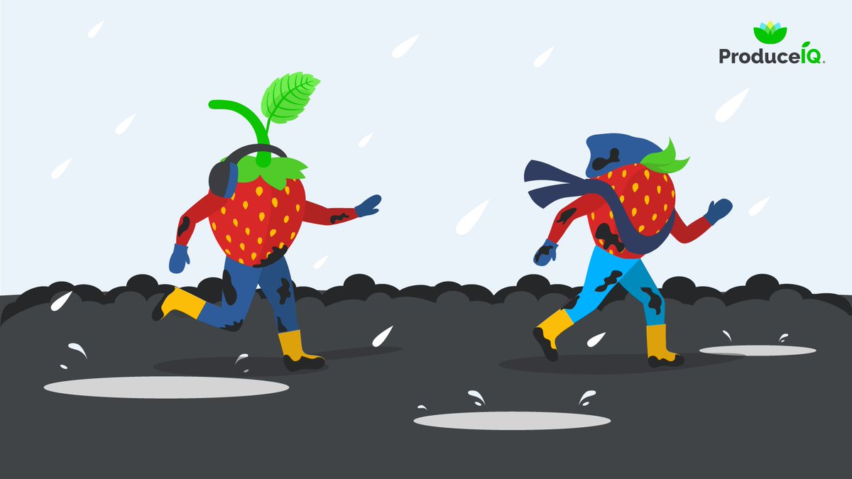 ProduceIQInc's tweet photo. Cold stresses Western markets... Free fresh produce market report is here: https://t.co/XOrYUQq6KG
#produceiq #strawberry #freshproduce #produceindustry #priceindex #news https://t.co/7o17VmmNlV