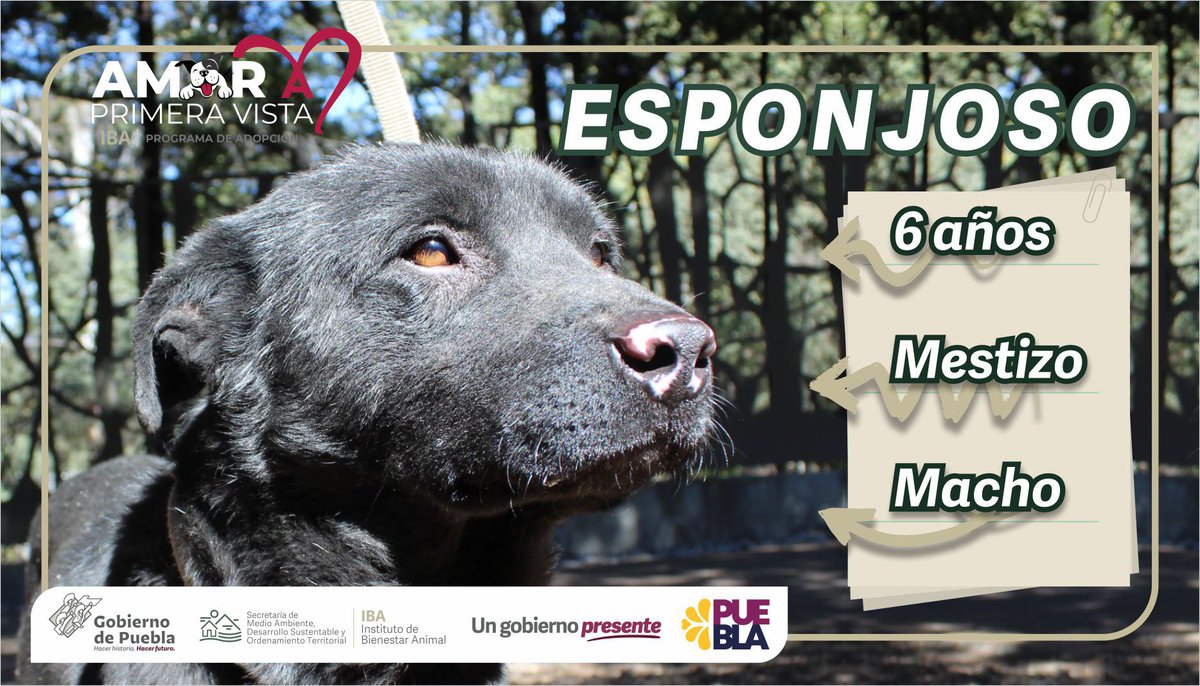IBAGobPue's tweet image. Ya estamos atendiendo las peticiones de las y los ciudadanos en nuestro #MartesCiudadano, el equipo del #IBAPue, brinda valoraciones médicas y vacunaciones antirrábicas gratuitas. Hoy nos acompañan nuestros adoptables: #Esponjoso y #Toña ¡Ven y conócelos! 🐶
#AmorAPrimeraVista