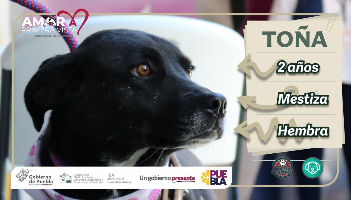 IBAGobPue's tweet image. Ya estamos atendiendo las peticiones de las y los ciudadanos en nuestro #MartesCiudadano, el equipo del #IBAPue, brinda valoraciones médicas y vacunaciones antirrábicas gratuitas. Hoy nos acompañan nuestros adoptables: #Esponjoso y #Toña ¡Ven y conócelos! 🐶
#AmorAPrimeraVista