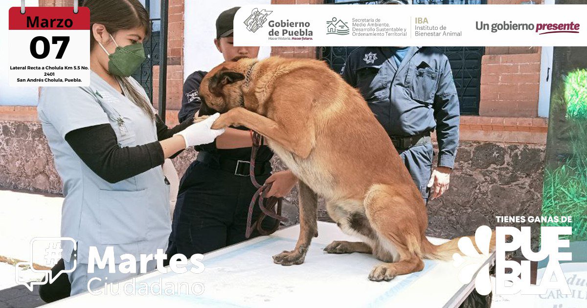 IBAGobPue's tweet image. Ya estamos atendiendo las peticiones de las y los ciudadanos en nuestro #MartesCiudadano, el equipo del #IBAPue, brinda valoraciones médicas y vacunaciones antirrábicas gratuitas. Hoy nos acompañan nuestros adoptables: #Esponjoso y #Toña ¡Ven y conócelos! 🐶
#AmorAPrimeraVista