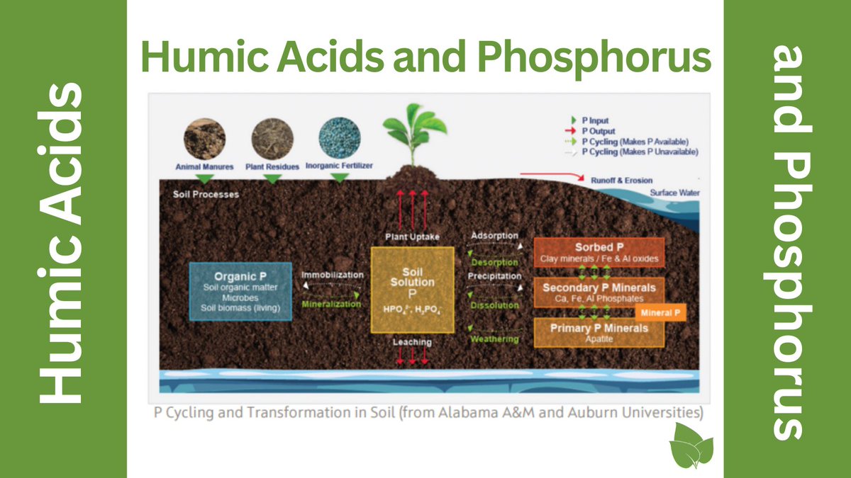 BEHumic's tweet photo. Did you know that incorporating #humics into your high phosphorus soil can make the typically immobile phosphorus more accessible to your plants for better growth? 

Discover more here: https://t.co/joc7UKsUCx #SoilHealth #PlantGrowth #Agriculture https://t.co/LRNfMjVUZ6