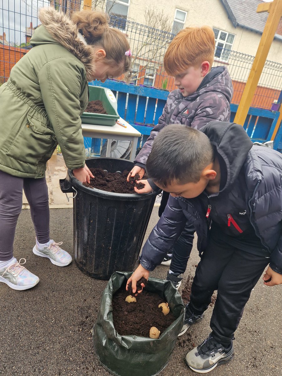 NewBrightonPS's tweet photo. Year 3 have had lots of fun planting their potatoes today. We can’t wait to watch them grow over the next few weeks 🥔 🌱 ☀️ 💦  

#nbpsGarden #nbpsGardening #schoolgarden #nbpsLOtC  #nbpsOutdoorLearning #nbpsCornerstones #nbpsYear3 #nbpsEnrichments #potatoes #nbpsPotatoPlant https://t.co/hMTXxkFDvv