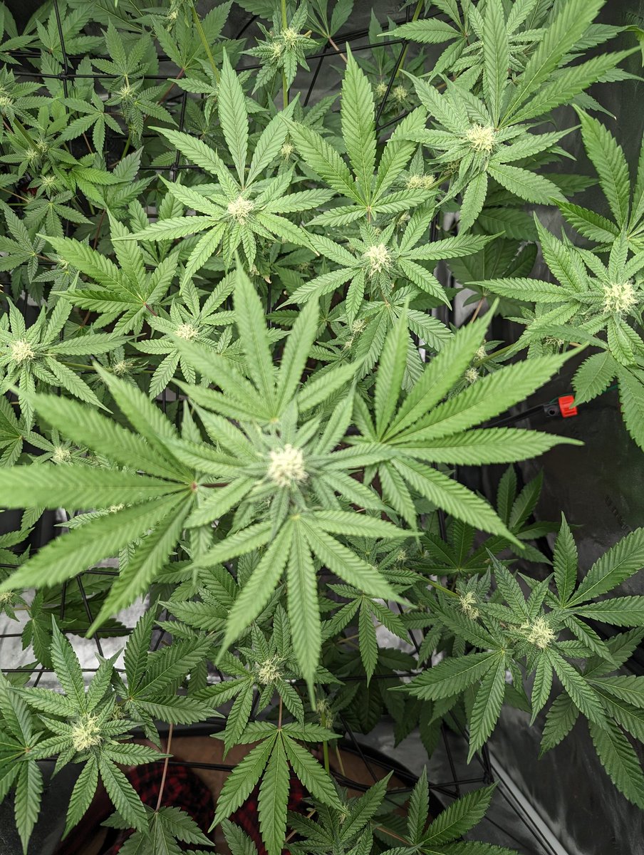 I'm working on the Quikz from Exotic Genetix right now and it's killing it in my first organic run. <a href="/Freetheblizz/">Bradford Bates</a> <a href="/BBates024/">Bradford Bates</a> <a href="/williehommero/">hommero75</a> <a href="/Grumpygrower121/">Grumpygrower121</a> <a href="/ColdAzzIsis89/">👑 Isis ♊️ Autoflower Whore 🗣☮️ 👋🏾✌🏾💚😉</a> 

Let's get it.