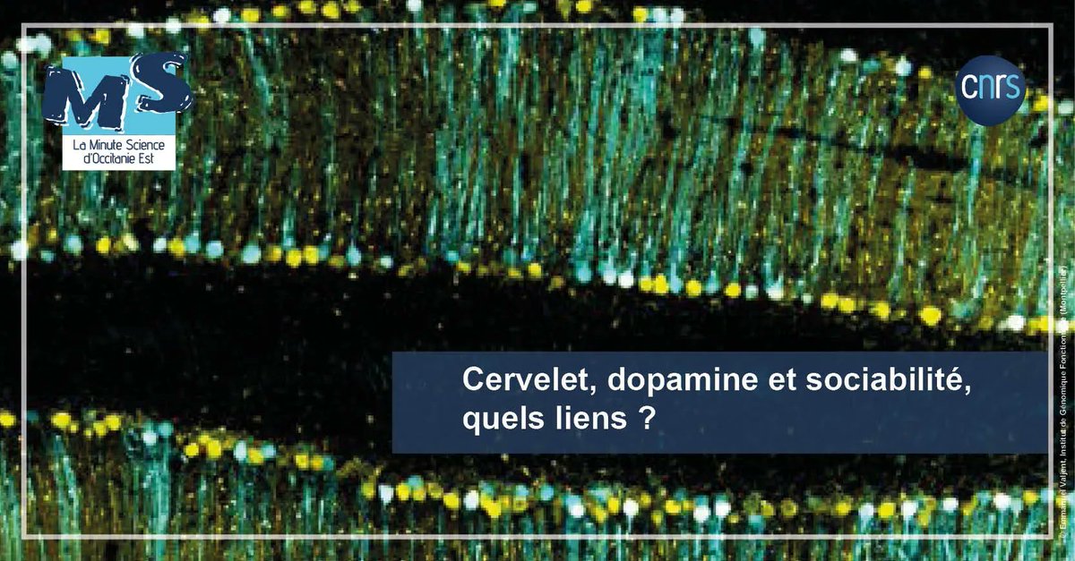 CNRS_OccitaniE's tweet image. 🧠  #MinuteScience | Comment l’action de la dopamine, un neurotransmetteur dans le cervelet, peut moduler les comportements sociaux ?

➡️ buff.ly/3xZykSv 
 
#IGF @cnrs @umontpellier @InsermOccMed
