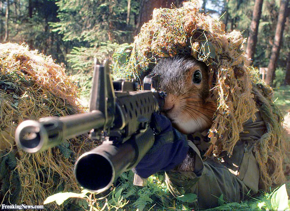 withcustardpls's tweet image. British squirrels are not so easy to kill.