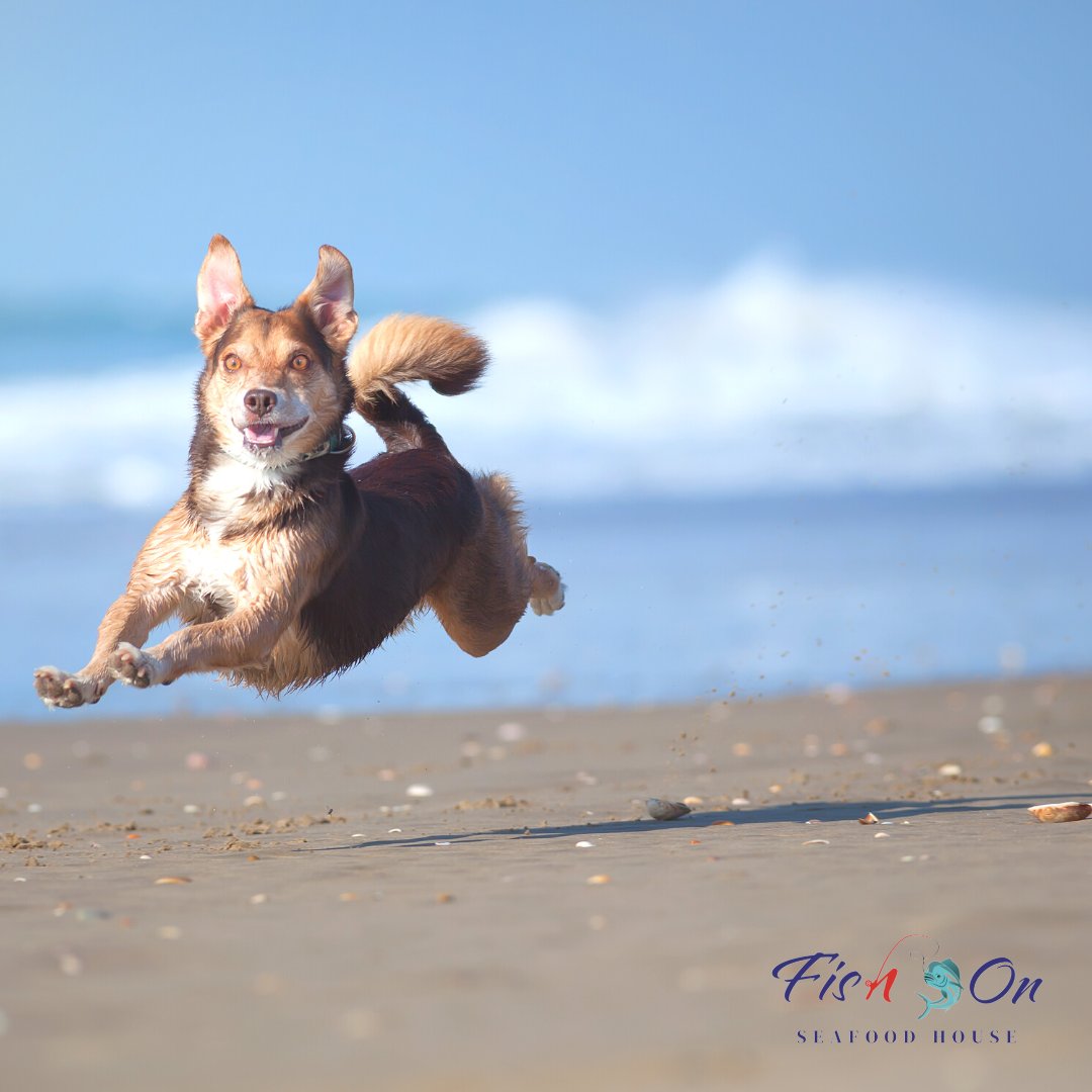 We're dog friendly! 🐶 🐕 🐩 Come hang out with your pooch and enjoy some Fish On Seafood House grub!