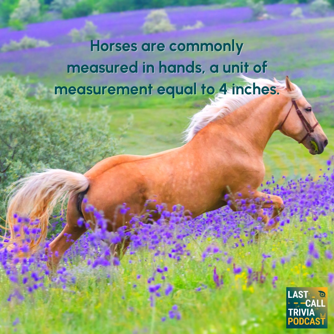 See how your knowledge of weights &amp; measures sizes up in this week's episode of the Last Call Trivia Podcast!

lastcalltriviapodcast.buzzsprout.com

#trivia #triviapodcast #weightsandmeasures